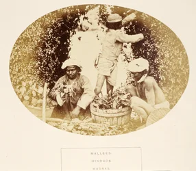 Mallees (tuiniers), Hindoes, Madras, uit The People of India, door J. Forbes Watson, uitgegeven 1868