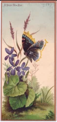 Een Victoriaanse nieuwjaarskaart met viooltjes en een vlinder, ca. 1880