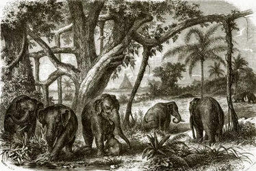 Een bos in Ceylon