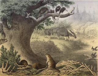 Een scène in Noord-Canada, de wasbeer, de bever, wilde kalkoenen, het eland, de passagiersduif