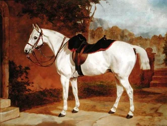 Ali, portret van een paard