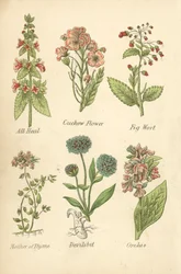 All Heal, Koekoeksbloem, Vijgenkruid, Moeder van Tijm, Duivelsbit, Orchis