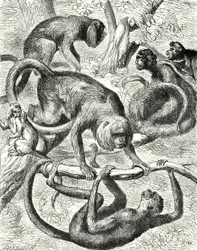 Amerikaanse apen (gravure)