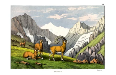 Ammon-schaap