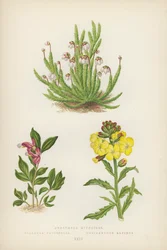 Andromeda Hypnoides; Polygala Paucifolia; Cheiranthus Alpinus