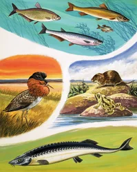 Dieren die je in Rusland kunt vinden