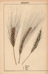 Gerst, bere en raaigras, uit "The Instructive Picturebook, or Lessons from the Vegetable World," [Charlotte Mary Yonge], Edinburgh