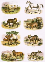 Bijbelse natuurlijke historie