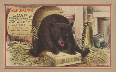 Zwarte beer