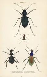 Blauwgevlekte of goudgevlekte tijgerkever, Cicindela aurulenta 1, sabeltandgrondkever, Anthia decemguttata 2, enorme violette grondkever, Carabus scabrosus tauricus 3, en grondkever, Carabus hispanus 4