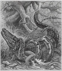 Boa en krokodil (gravure)