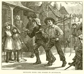 Slangen naar huis brengen in Australië