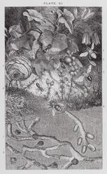 Britse insecten: Mieren, Wespen en Solitaire Bijen