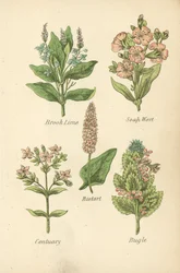 Beek Limoen, Zeepkruid, Adderwortel, Duizendguldenkruid, Bugel