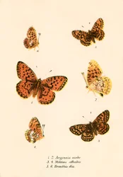 Vlinders