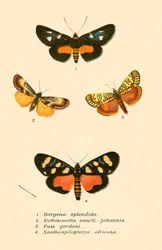 Vlinders