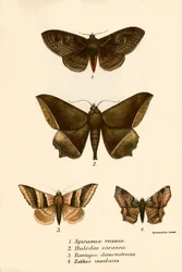 Vlinders