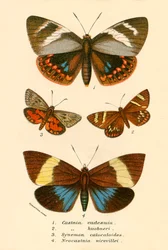 Vlinders