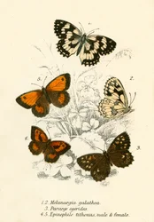 Vlinders