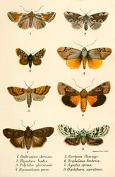 Vlinders