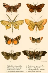 Vlinders