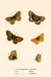 Vlinders