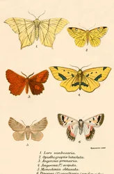 Vlinders