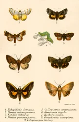 Vlinders