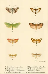 Vlinders