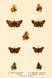 Vlinders