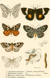 Vlinders