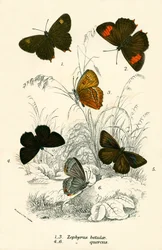 Vlinders