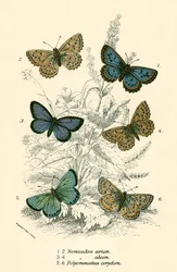 Vlinders