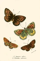 Vlinders