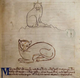 CCA-LitMs/D/10 fol. 11r Kat, uit Bestiarium