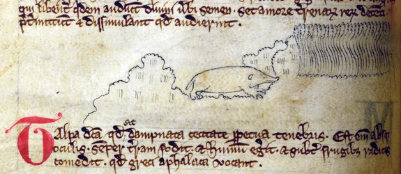 CCA-LitMs/D/10 fol. 11v Mol, uit Bestiarium