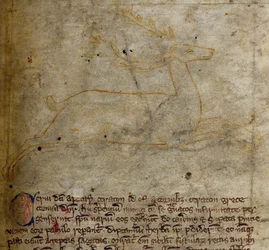 Stag, uit Bestiarium