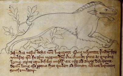 CCA-LitMs/D/10 fol. 3v Leucrota, uit Bestiarium