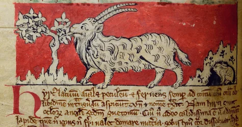 CCA-LitMs/D/10 fol. 8v Geit, uit Bestiarium