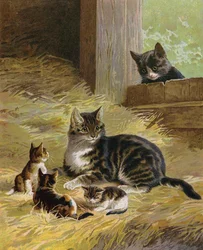 Kat met haar kittens in een schuur