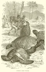 Vangen van groene schildpadden