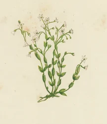 Cathartische Vlas, Linum Catharticum