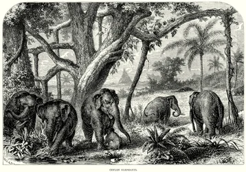 Ceylon-olifanten (gravure)
