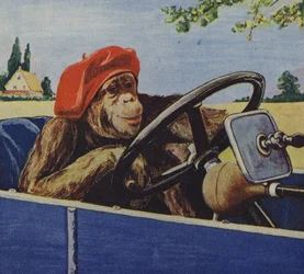 Chimpansee die een auto bestuurt