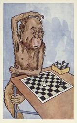 Chimpanzee die een schaakzet overweegt