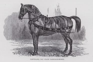 Cleveland Bay staatskoetspaard