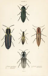 Kniptorren: Koplampkniptor, Pyrophorus noctilucus 1, Chalcolepidius porcatus 2, gestreepte kniptor, Agriotes lineatus 3, Elater suturalis 4, en Semiotus distinctus 5