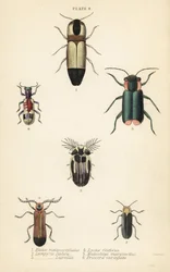 Kniptorren: Melanoxanthus melanocephalus 1, Luciola italica 2, Lampyris latreillii 3, Lycus festivus 4, zachte bloemkever, Clanoptilus marginellus 5, en Priocera variergata 6