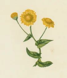 Gewone Vlooienkruid, Pulicaria Dysenterica