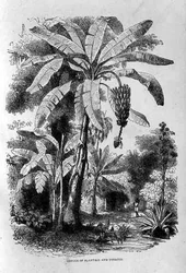 Conuco van bakbanaan en tabak, uit Santo Domingo vroeger en nu door Samuel Hazard, uitgegeven 1873